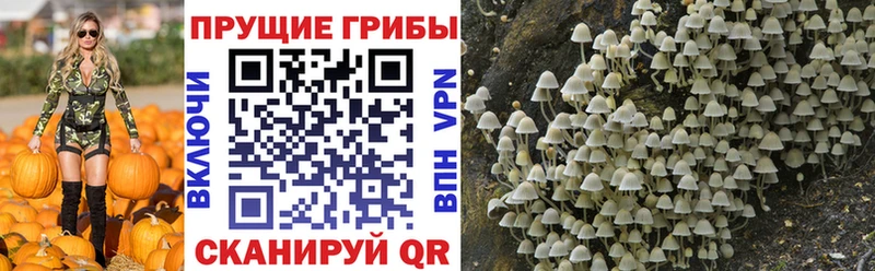 omg сайт  цены   Короча  Псилоцибиновые грибы MAGIC MUSHROOMS 